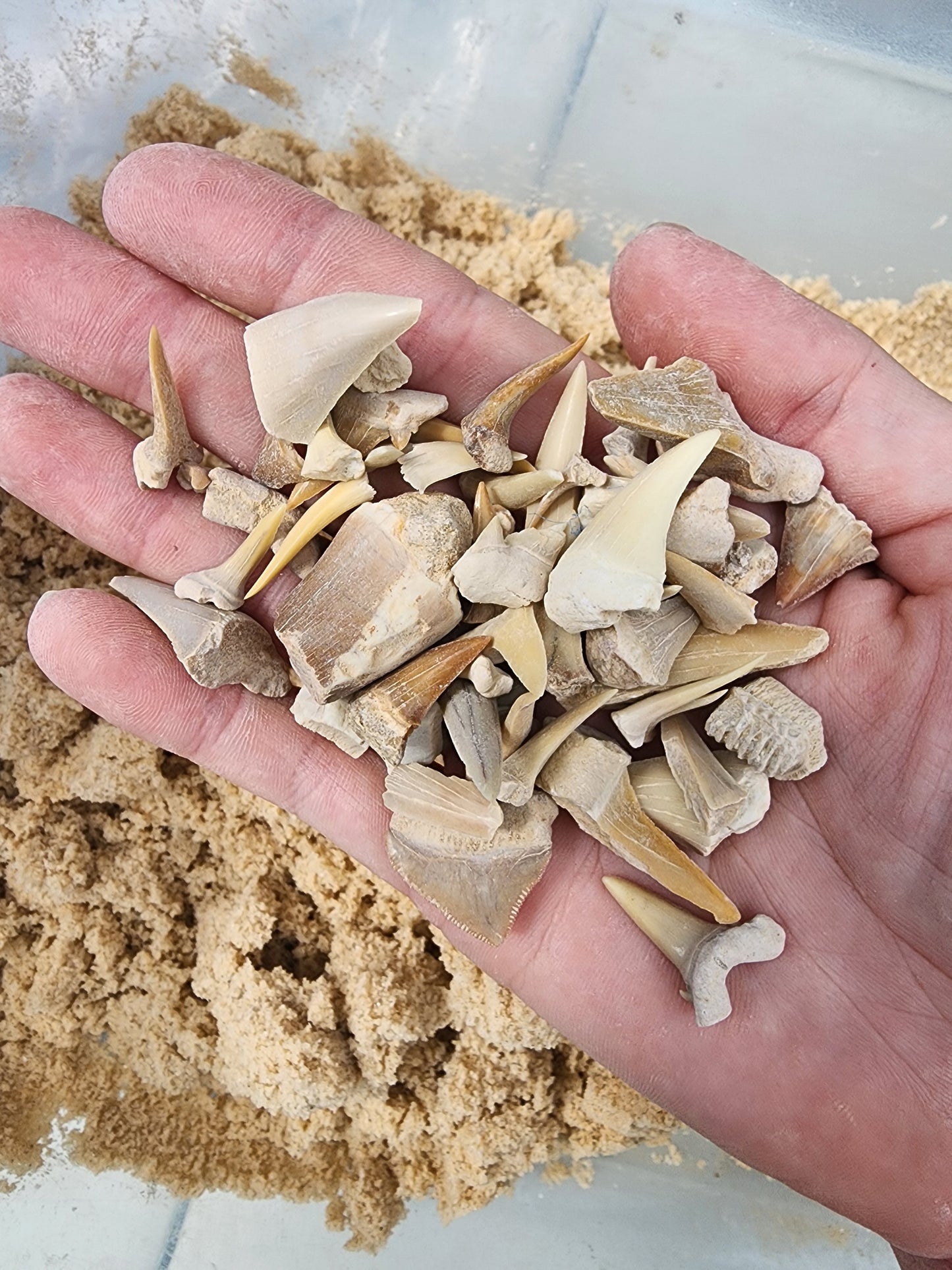 "Chum Bucket" Beach Fossil Dig Kit
